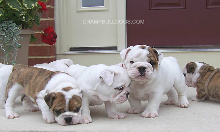 English Bulldog puppies
